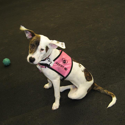 Adopt Me Dog vest