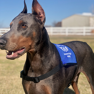 Rescue Dogs Rock Adopt Me Vest