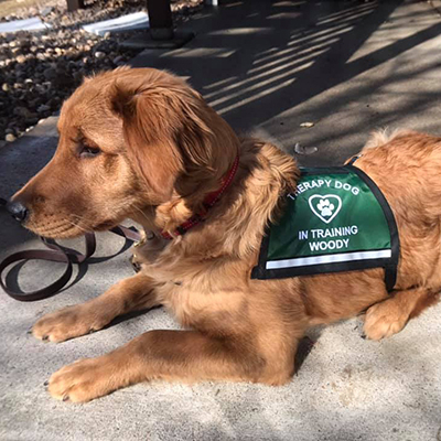 Therapy Dog In Training Vest