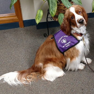 Therapy Dog In Training Vest