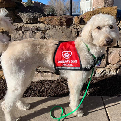 Heart and Paw Therapy Vest
