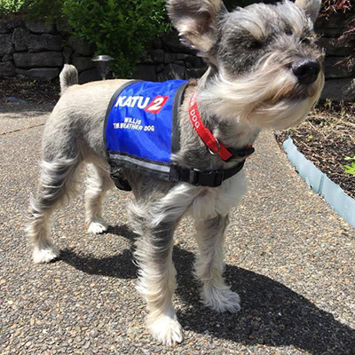 Weather Dog Custom Vest