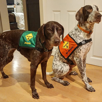 Deaf Dog and Blind Dog