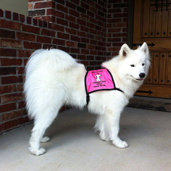 Custom Service Dog Vest