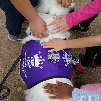 Keep Calm Therapy Dog Vest