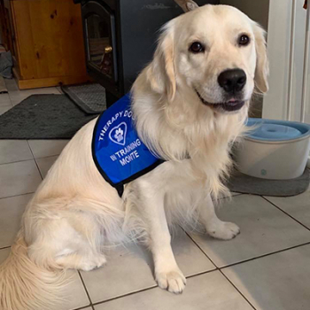In Training Therapy Dog Vest