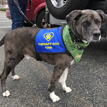 Heart and Paw Therapy Dog Vest