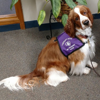 Therapy Dog In Training Vest