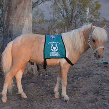 Therapy Horse Vests